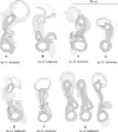 Comparison of vaginae