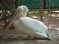Pink Pelican