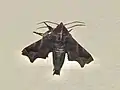 Penicillaria jocosatrix