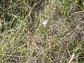 Pitcher plant