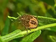 Mid nymph