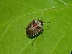 Imago