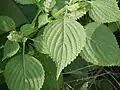 leaves