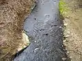 The Pearl River in the South Park