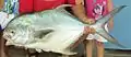 A permit caught off the coast of Nicaragua