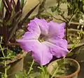 A form of Petunia axillaris