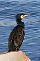 Great cormorant, Phalacrocorax carbo