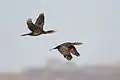 Pair in flight