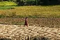 Grain harvest