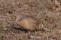 Female common pheasant