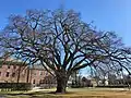 Phillips Academy Elm, Andover, MA (November 2019)