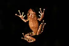 Dorsal view