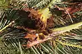 Bases of palm leaves fallen from the crown of the tree, with burrows and extracted pupal cases.