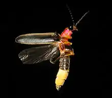 Lampyridae: Male common eastern firefly (Photinus&nbsp;pyralis) from Evansville, United States