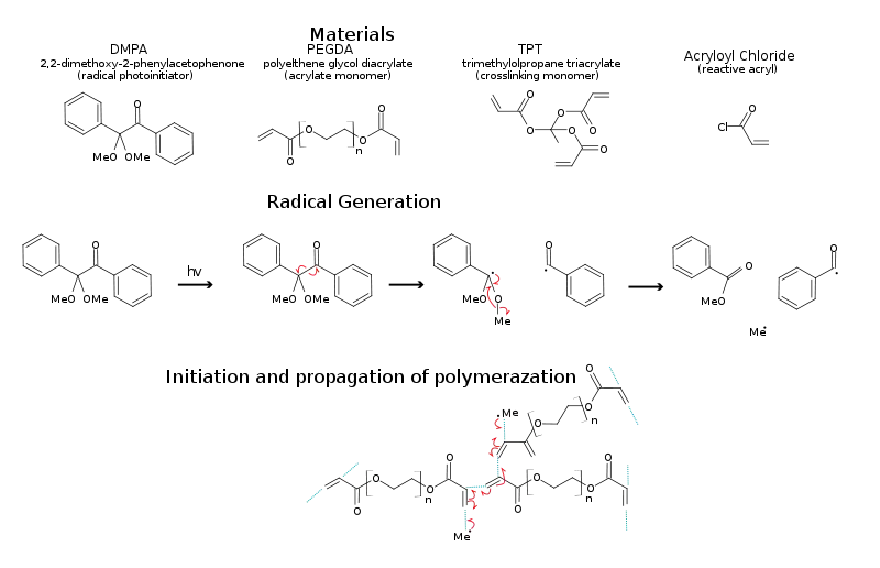 example of acrylate polymerization via radical photoinitiation. This type of hydrogel is sometimes used for biosensors as the conditions used are relatively mind to protein allowing them to be entrapped in the hydrogel, whilst retaining functionality and are porous enough to allow the diffusion of small molecules.
