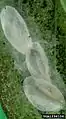 Cocoon
