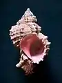 a shell of Hexaplex erythrostomus
