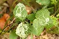 : Phytomyza angelicastri: Agromyzidae leaf mine