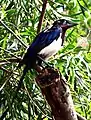 Eurasian magpiePica pica