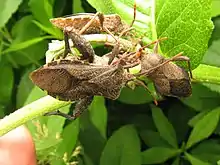 Piezogaster sp. mating