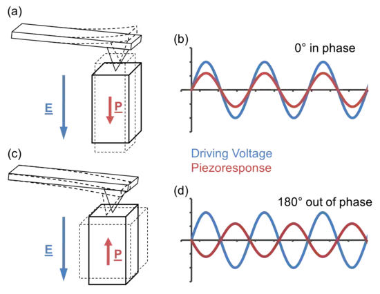 Diagram showing cantilever movements from mechanical deformation of piezoelectric domains