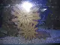 Nocturnal species at the rare species exhibit