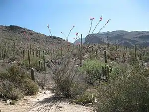 Approach to Pima Canyon