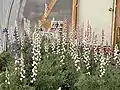Pink, white, and blue Big Bend Bluebonnets in a greenhouse.