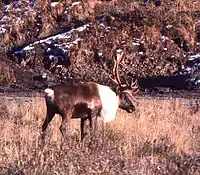 Osborn's caribou