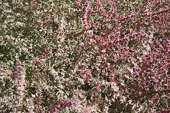 Close-up of fruiting bushes