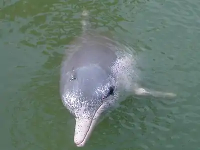 The vulnerable Indo-Pacific humpback dolphin is here