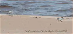 Piping plover at Whitefish Point