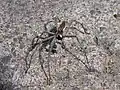 Pisaura cf mirabilis male, Italy