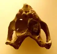 Placochelys placodonta skull seen from below