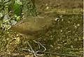 Wildsumaco Lodge - Ecuador