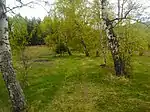 A forest near to the lake.