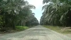 African palm plantations in Parrita
