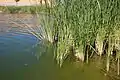 Cattail plants