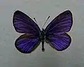 Upperside
