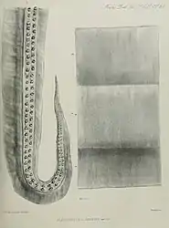 .mw-parser-output .citation{word-wrap:break-word}.mw-parser-output .citation:target{background-color:rgba(0,127,255,0.133)}#27 (≤1873)The type specimen of Plectoteuthis grandis, consisting of a single arm (Owen, 1881:pl. 34). The provenance of this material is uncertain, but it may originate from the east coast of South America.