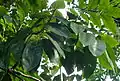 Leaves