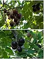 fruits