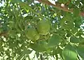Unripe fruits