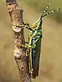 Poekilocerus pictus, Kharghar, India