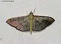 Poliobotys ablactalis