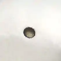 Adansonia pollen