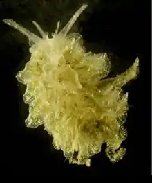 Polybranchia orientalis