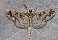 Polythlipta divaricata