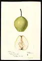 Sudduth pear - watercolor 1895