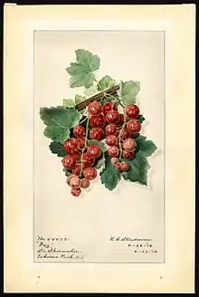 Watercolor by Royal Charles Steadman of Fay gooseberry cultivar, 1916.